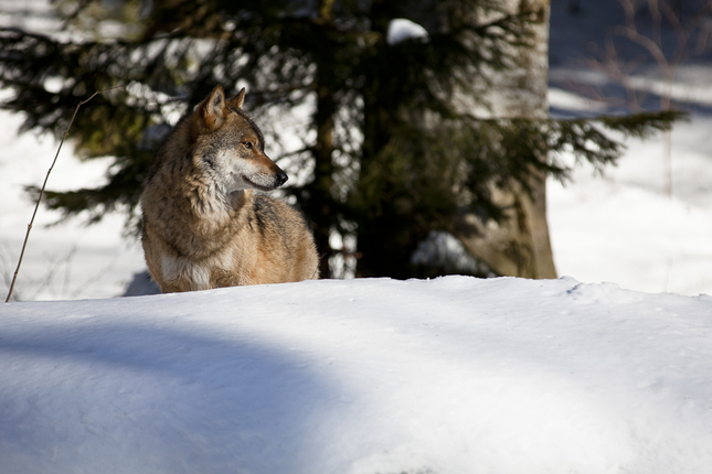 Vlk dravý (Canis lupus)