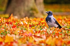 Vrana obyčajná (Corvus corone)