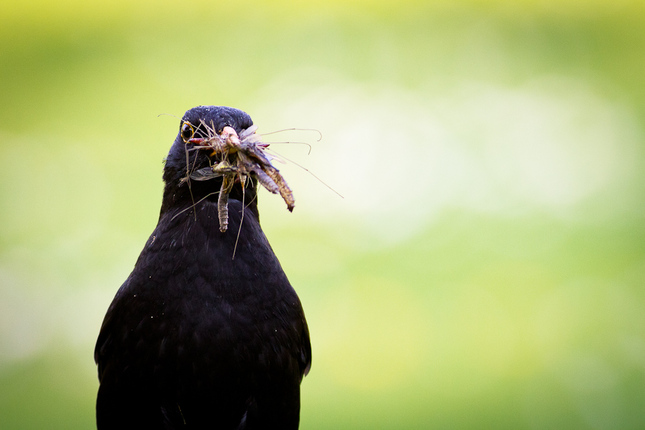 Drozd čierny (Turdus merula)