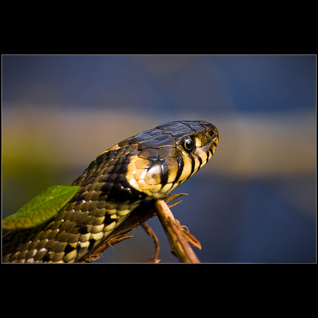 Úžovka obojková (Natrix natrix)