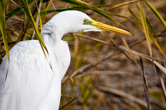 Volavka biela (Egretta alba)