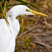 Volavka biela (Egretta alba)