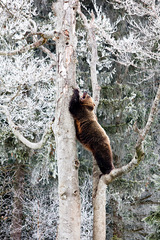 Medveď hnedý (Ursus arctos)