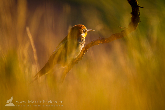 Včelárik zlatý (Merops apiaster)