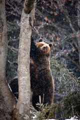 Medveď hnedý (Ursus arctos)