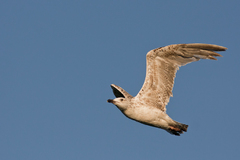 Čajka bielohlavá (Larus cachinna