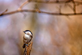 Sýkorka lesklohlavá (Parus palus