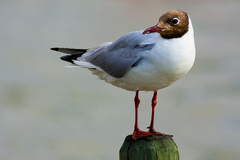 Čajka smejivá (Larus ridibundus)