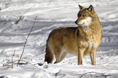 Vlk dravý (Canis lupus)