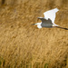 Volavka biela (Egretta alba)