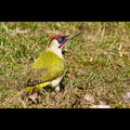 Žlna zelená (Picus viridis)