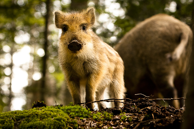 Diviak lesný (Sus scrofa)