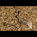 Zajac poľný (Lepus europaeus)