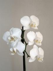 Orchidea