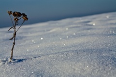 ... samučičkásama