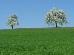 Svajciarska priroda