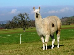 Lama