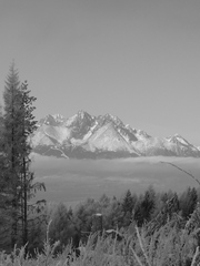 bielačierna