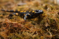 salamandra