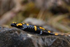salamandra škvrnitá