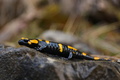 salamandra škvrnitá