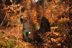 Tetrao urogallus