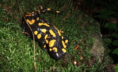 Salamandra škvrnitá