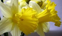 Narcis