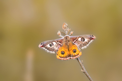 Okáň menší - Saturnia pavonia