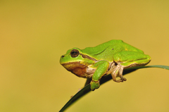 Hyla arborea