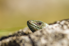 Lacerta viridis