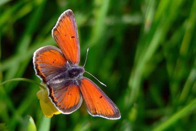 Motyl