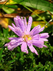 ranná rosa