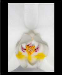 hladná orchidea