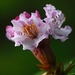 rododendron