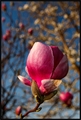 magnolia