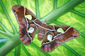 Attacus Atlas