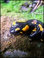 Salamandra škvrnitá