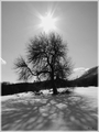 Strom