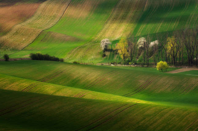 Green carpet