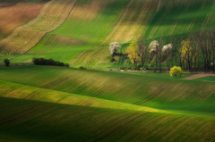 Green carpet