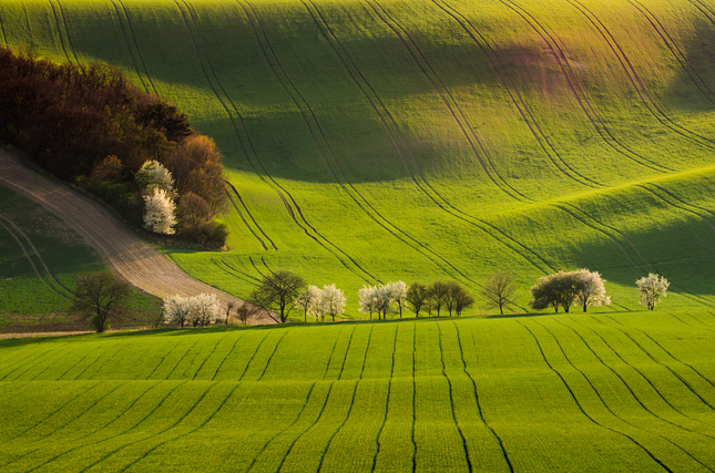 Moravske polia