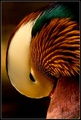bru noc.....