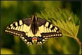 	Vidlochvost feniklový /Papilio 