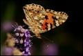 motyl....