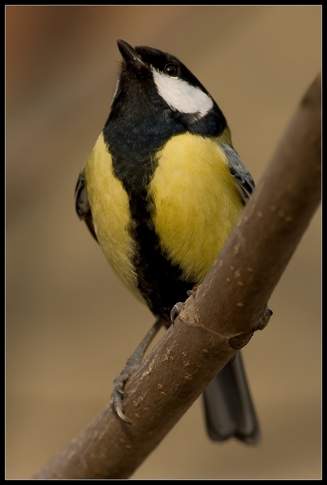 a sóóóle mióóó.........