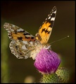 motyl....