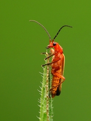 červený chrobák