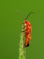červený chrobák