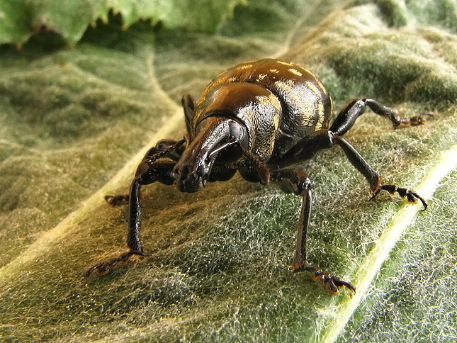 Liparus glabrirostris